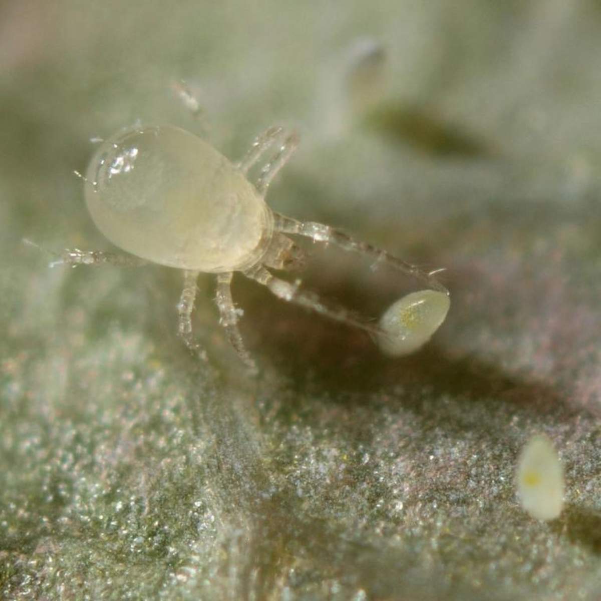 Close of of amblydromalus limoncius on leaf