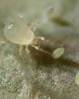 Gros plan de l'amblydromalus limoncius sur une feuille