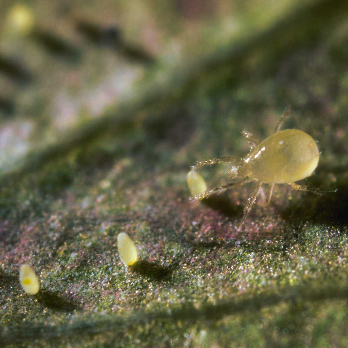 a predatory mite eating a whitefly egg