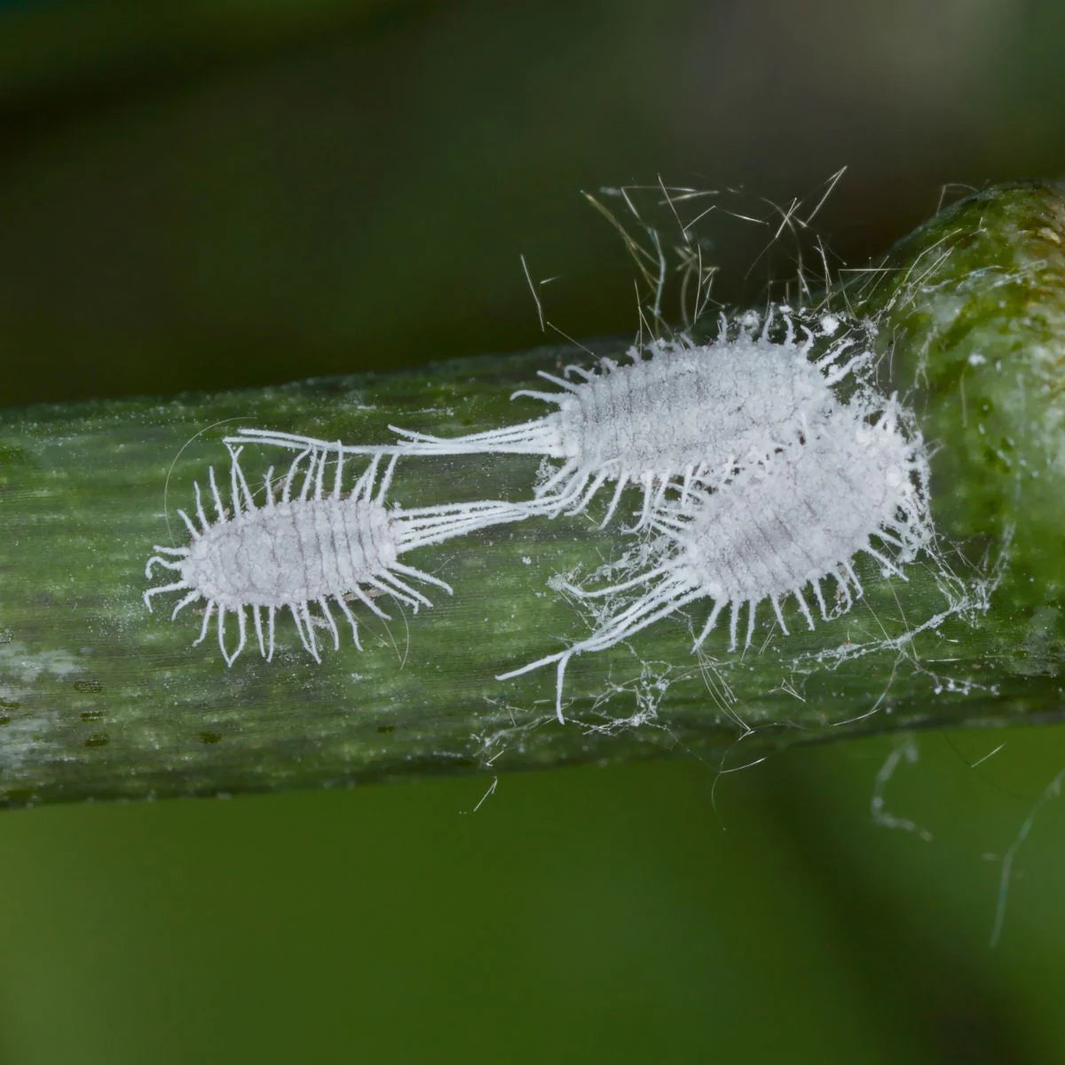 Two white mealybugs on a green stem with a blurred green background