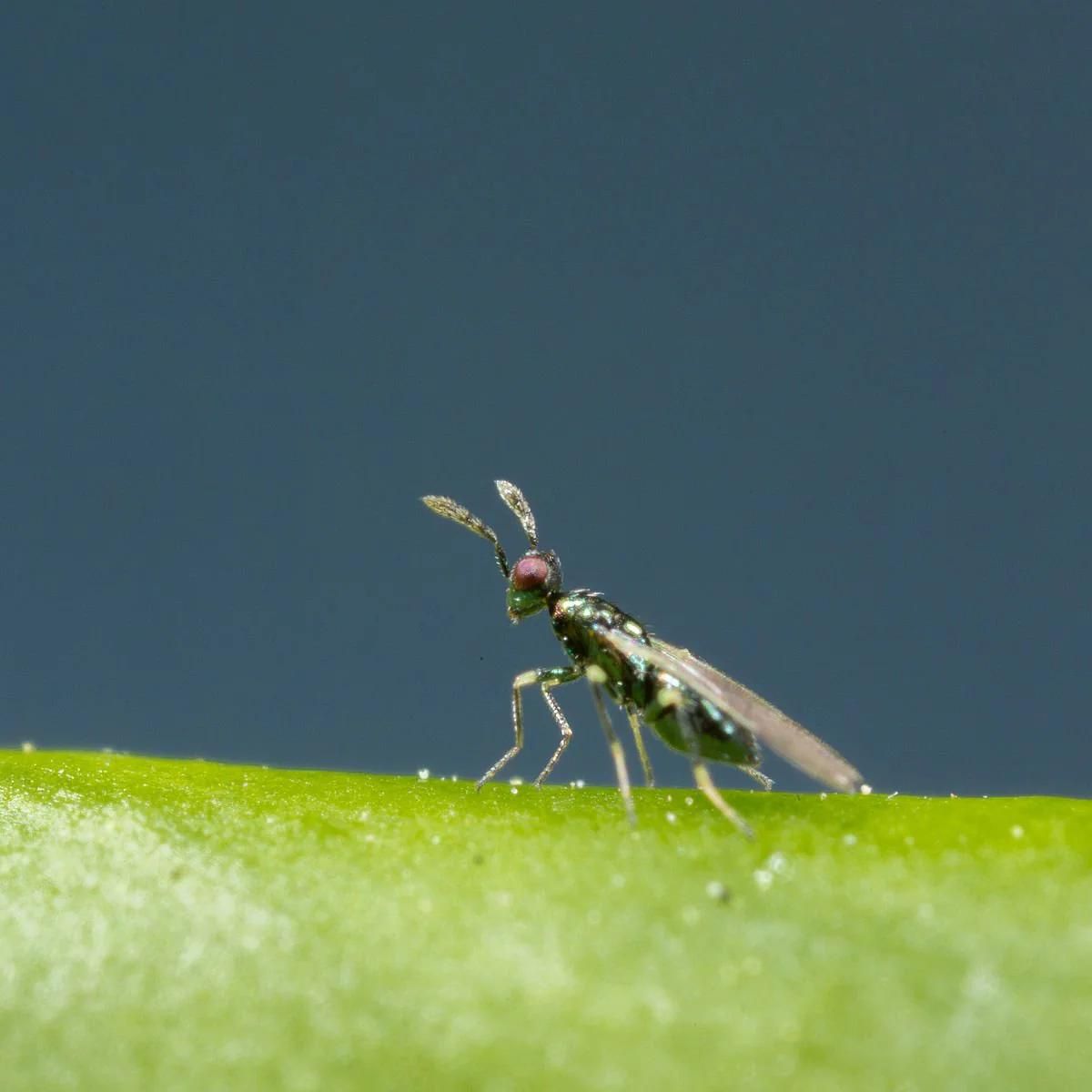 Miglyphus insect photo: Diglyphus isaea