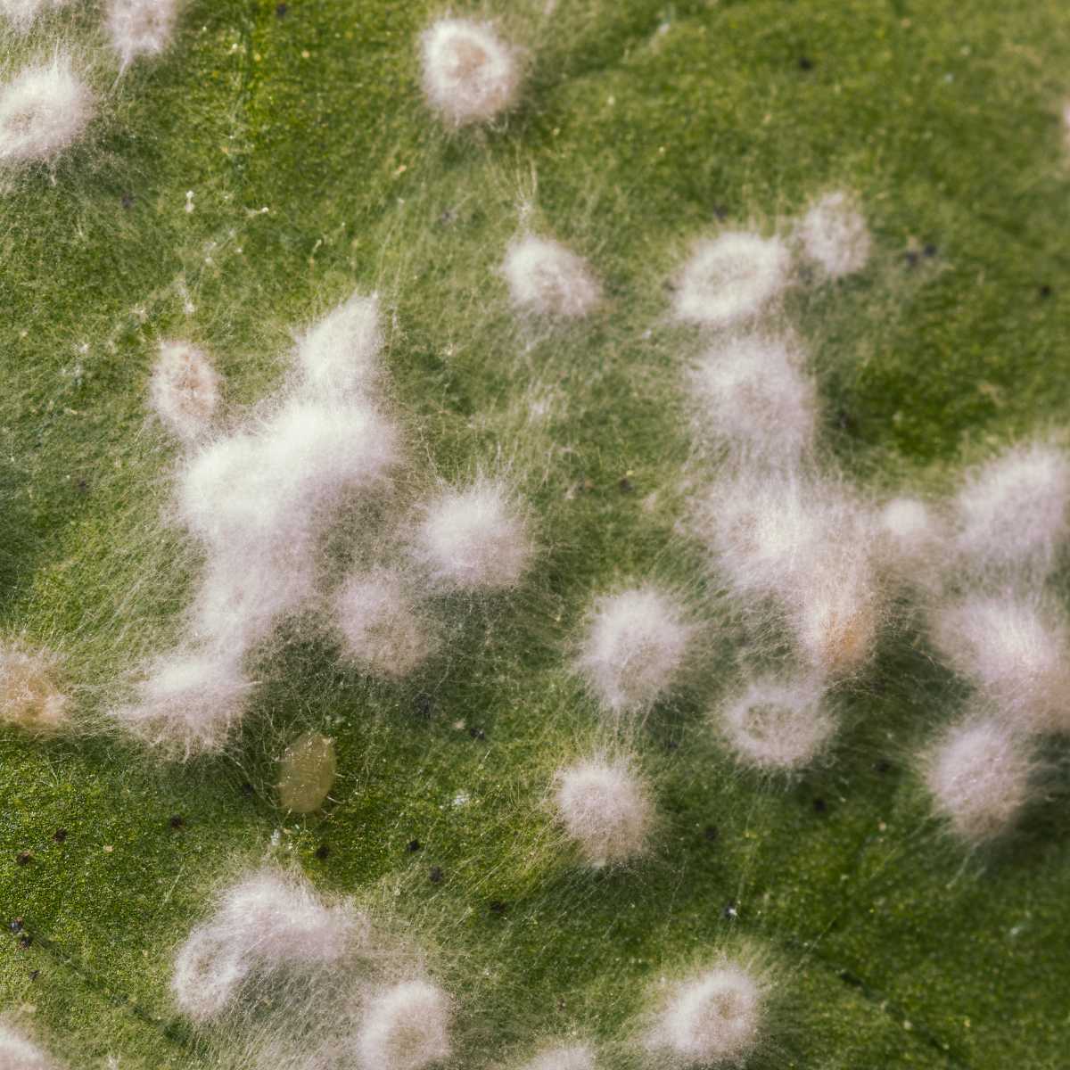  Lecanicillium muscarium Ve6 fungus on whiteflies