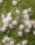 Lecanicillium muscarium Ve6 sur aleurodes