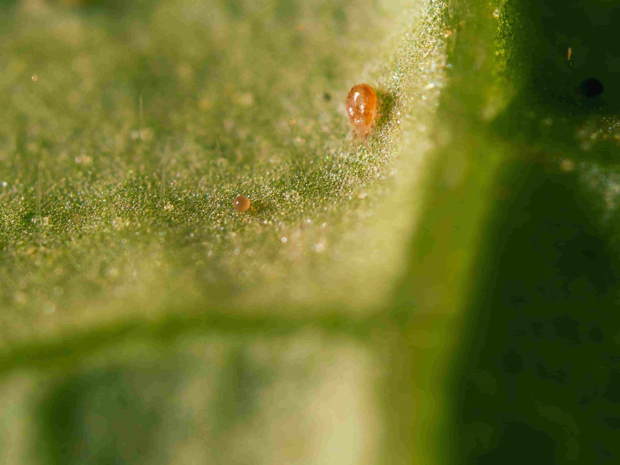 Small red mite on a green leaf