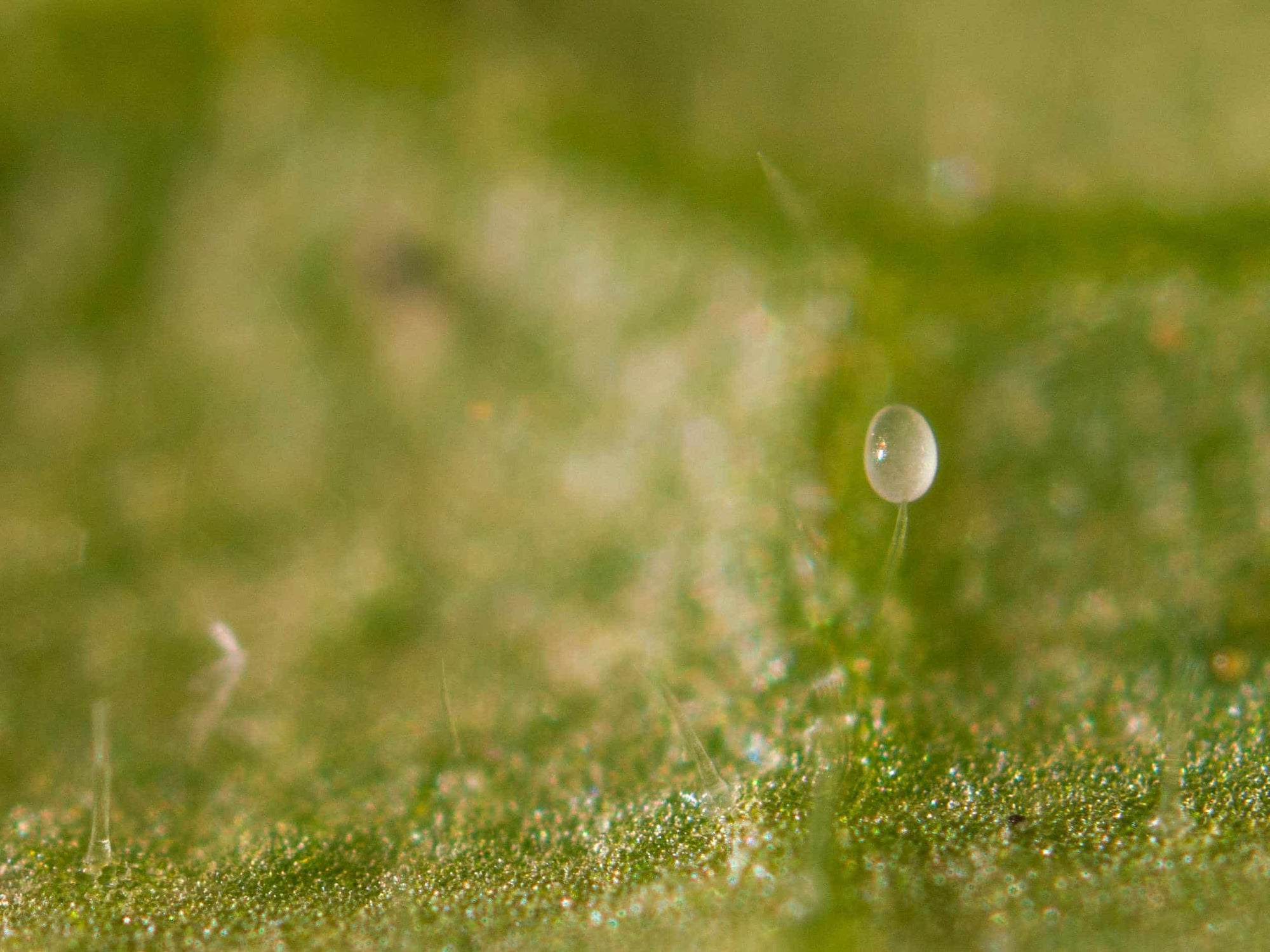 Close-up of a egg on leaf hair