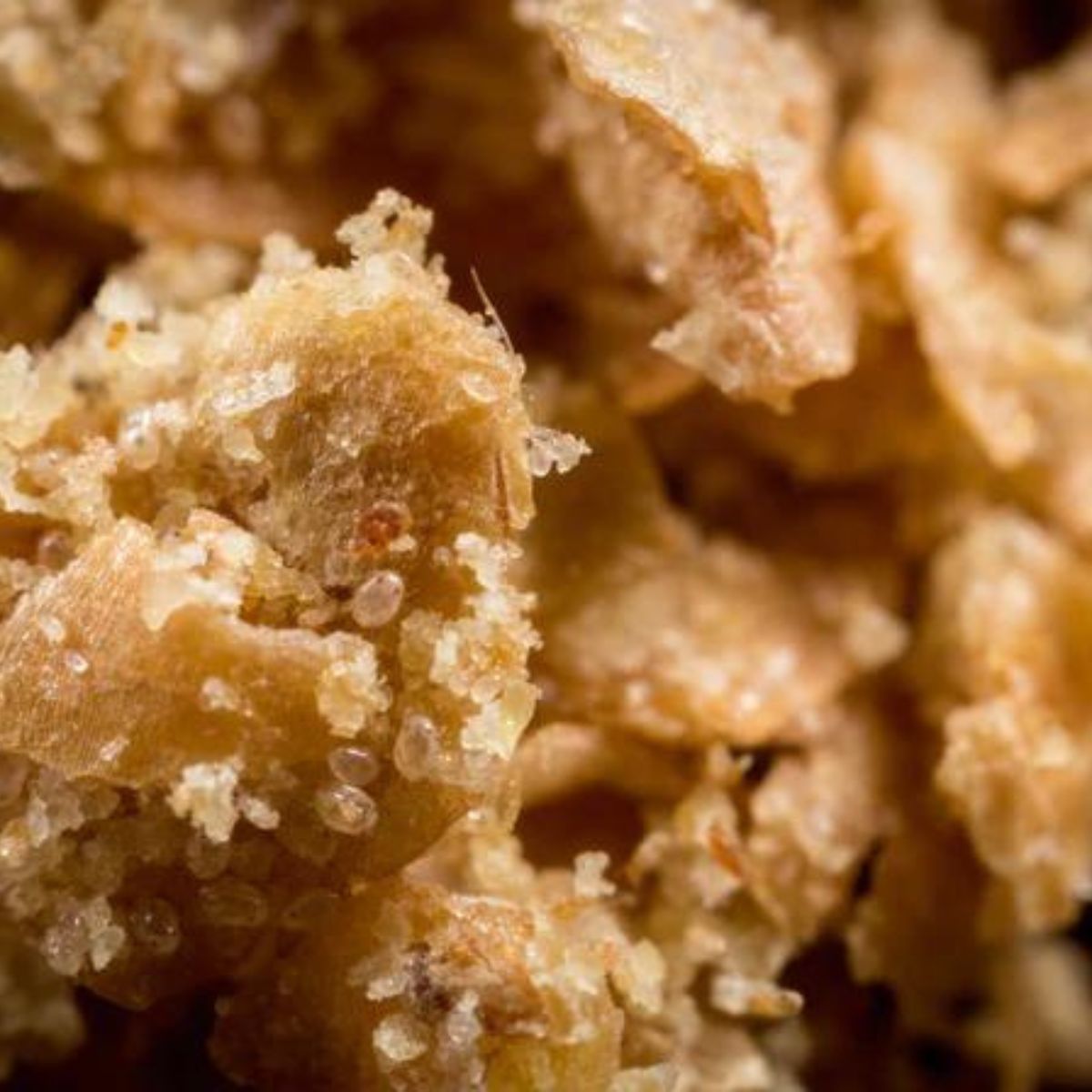 close up photo of nutari: Carpoglyphus lactis