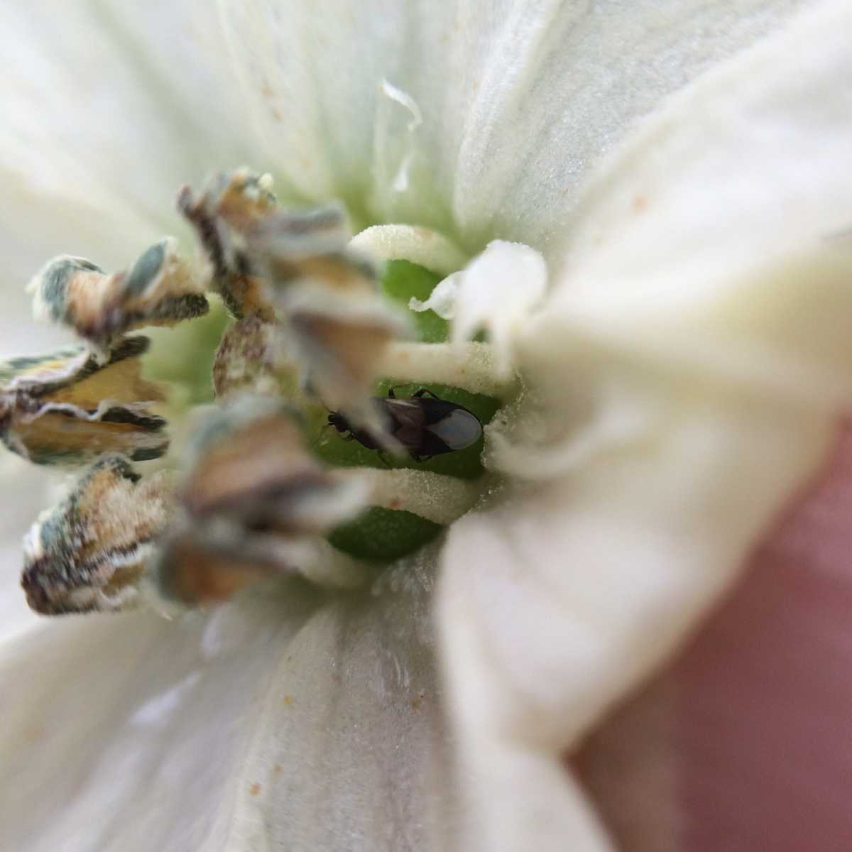 Orius adult in pepper flower