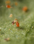 Spidex luttant contre un tétranyque à deux points