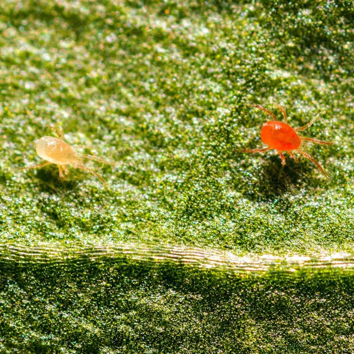 Spidex Red and Vital on a leaf