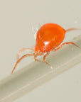 Spidex Rouge