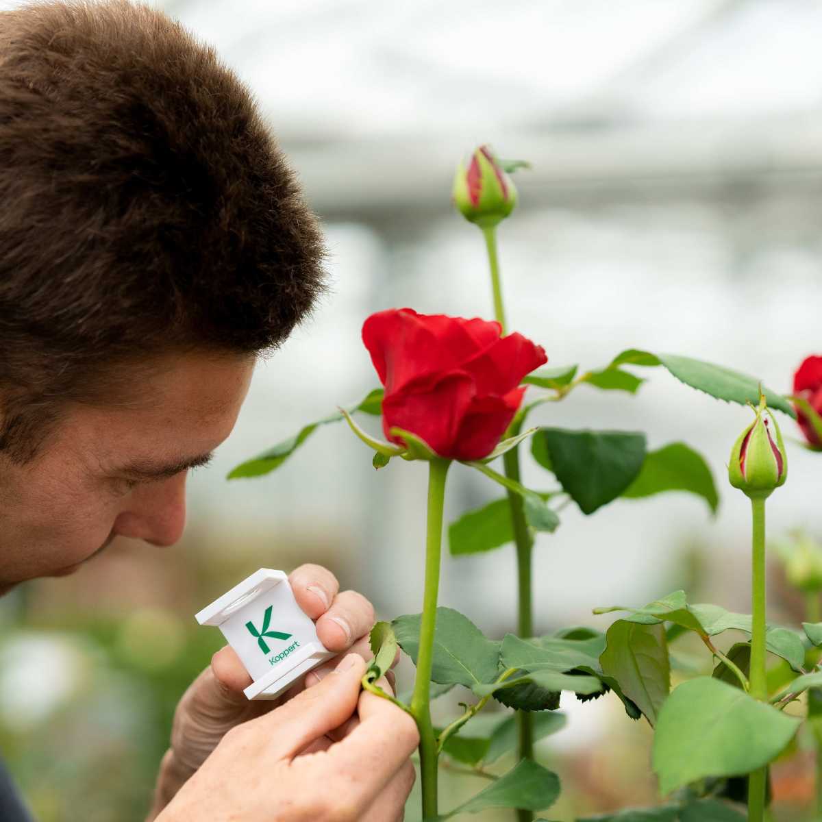 a person using a white plastic magnifying lens to examine a rose leaf