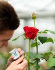 a person using a white plastic magnifying lens to examine a rose leaf