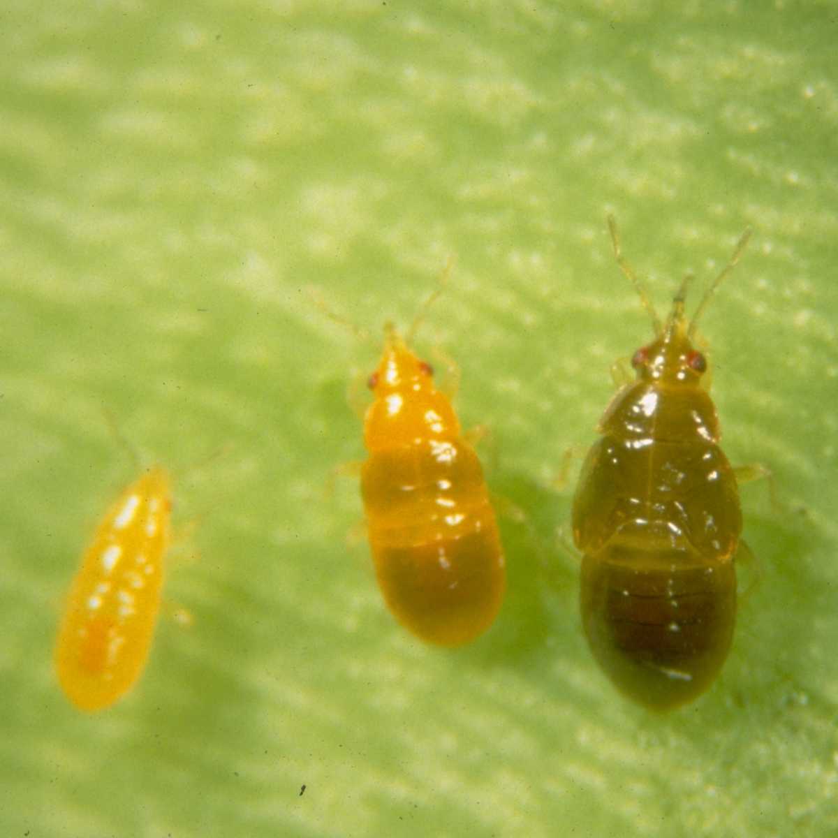 nymph Orius stages