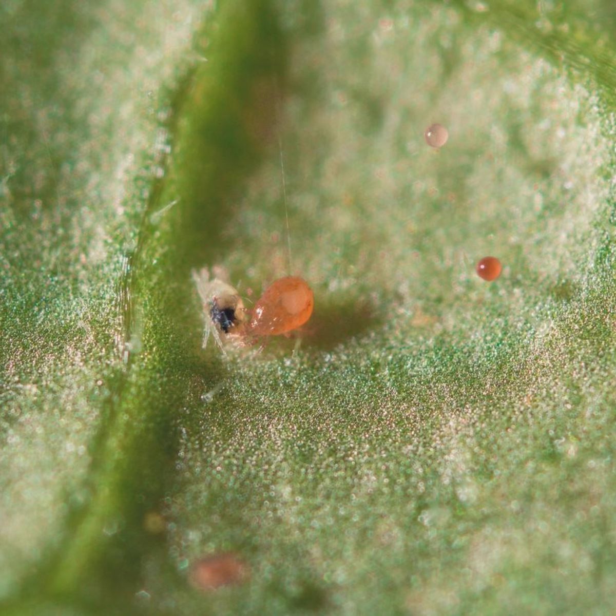 Image of spical-plus insect: Neoseiulus califofornicus