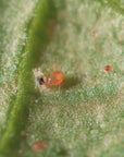 Image of spical-plus insect: Neoseiulus califofornicus