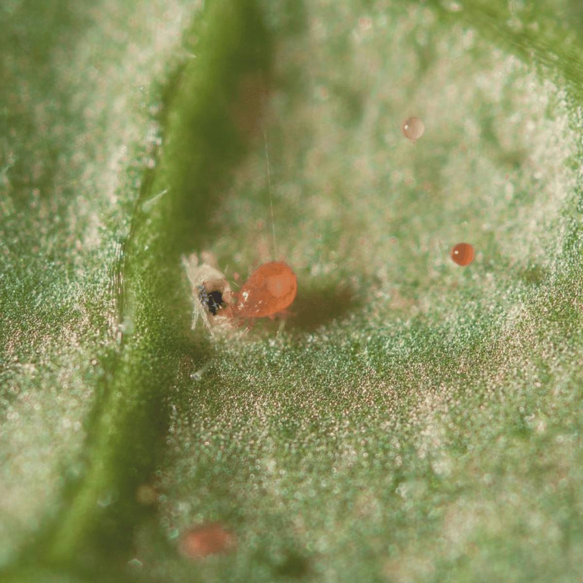 Image of spical ulti-mite on leaf:Neoseiulus califofornicus 