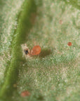 Image of spical ulti-mite on leaf:Neoseiulus califofornicus 