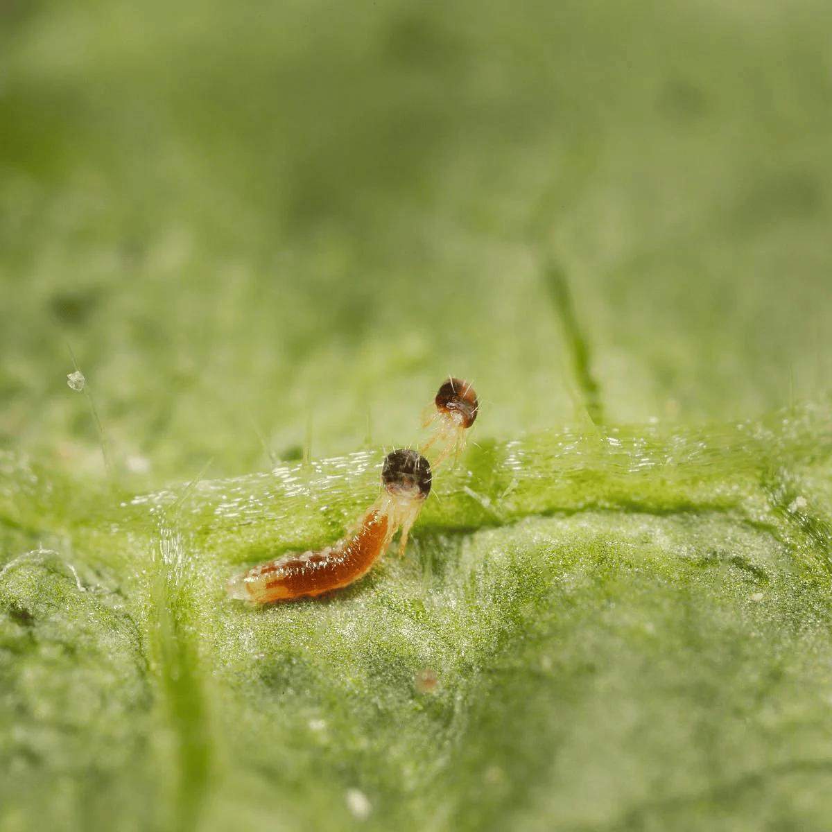 Close up image of spidend insect: Feltiella acarisuga