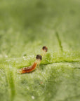 Image en gros plan d'un insecte spidend : Feltiella acarisuga