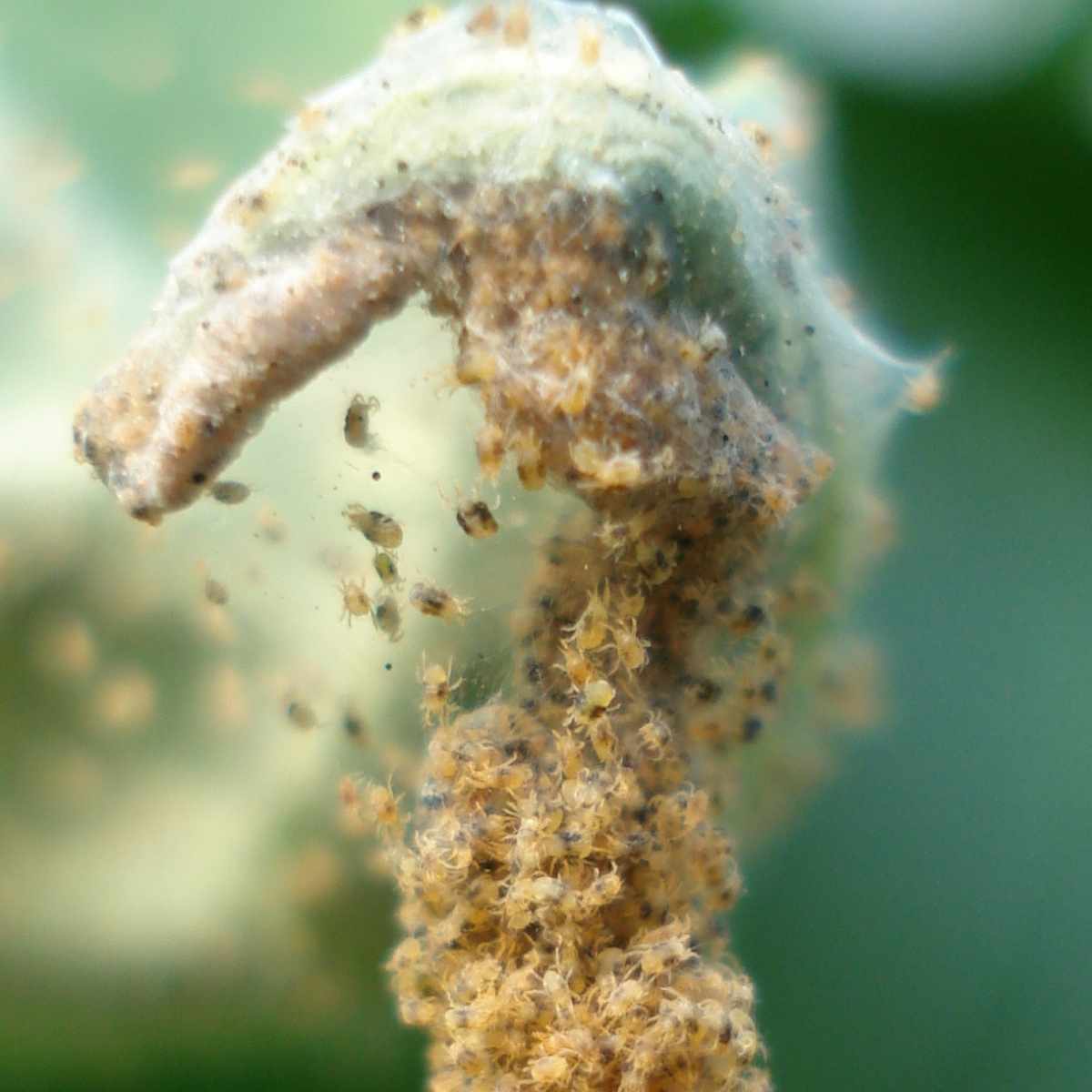 A major spider mite infestation with webbing on a leaf
