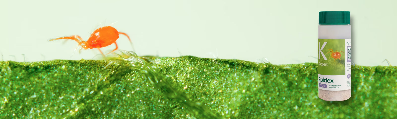 A bottle of Spidex Red with a red predatory mite, against a light green background and close-up of a leaf.