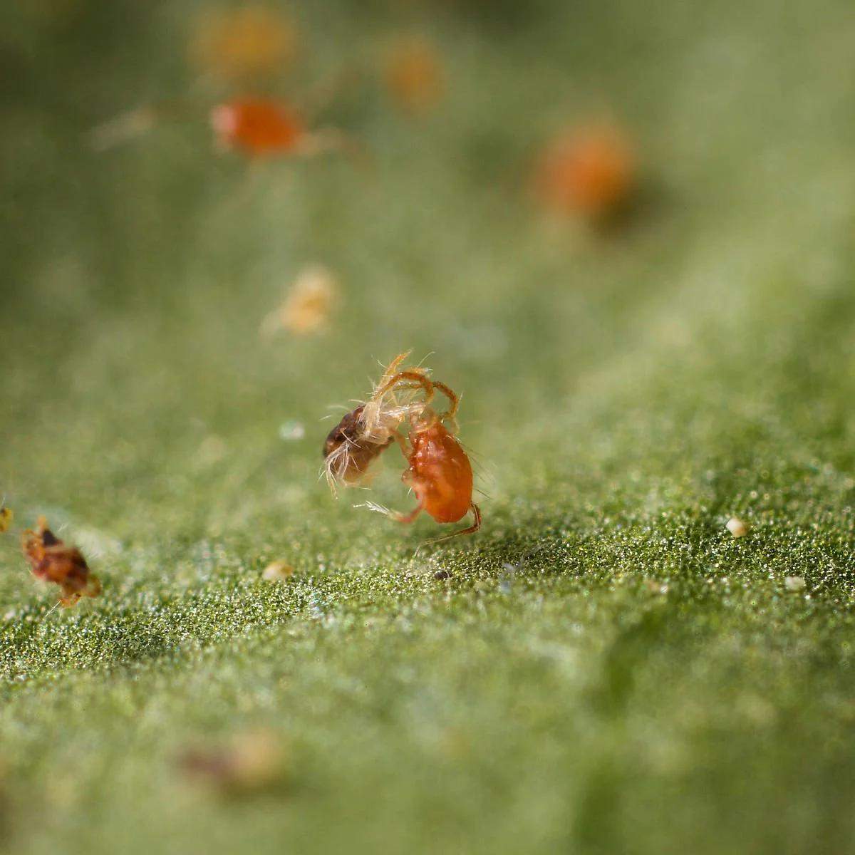 Close up image of spidex-boost: Phytoseiulus persimilis