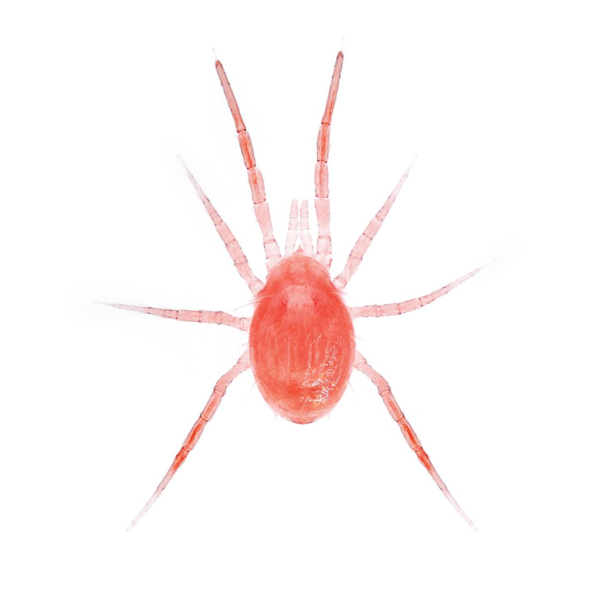 Close up of spidex vital plus insect: Phytoseiulus persimilis
