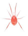 Close up of spidex vital plus insect: Phytoseiulus persimilis