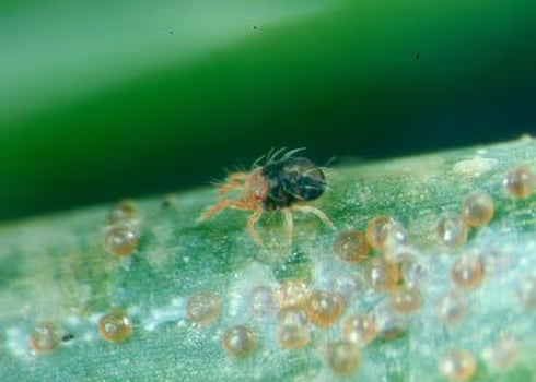 spruce spider mite on a leaf with eggs