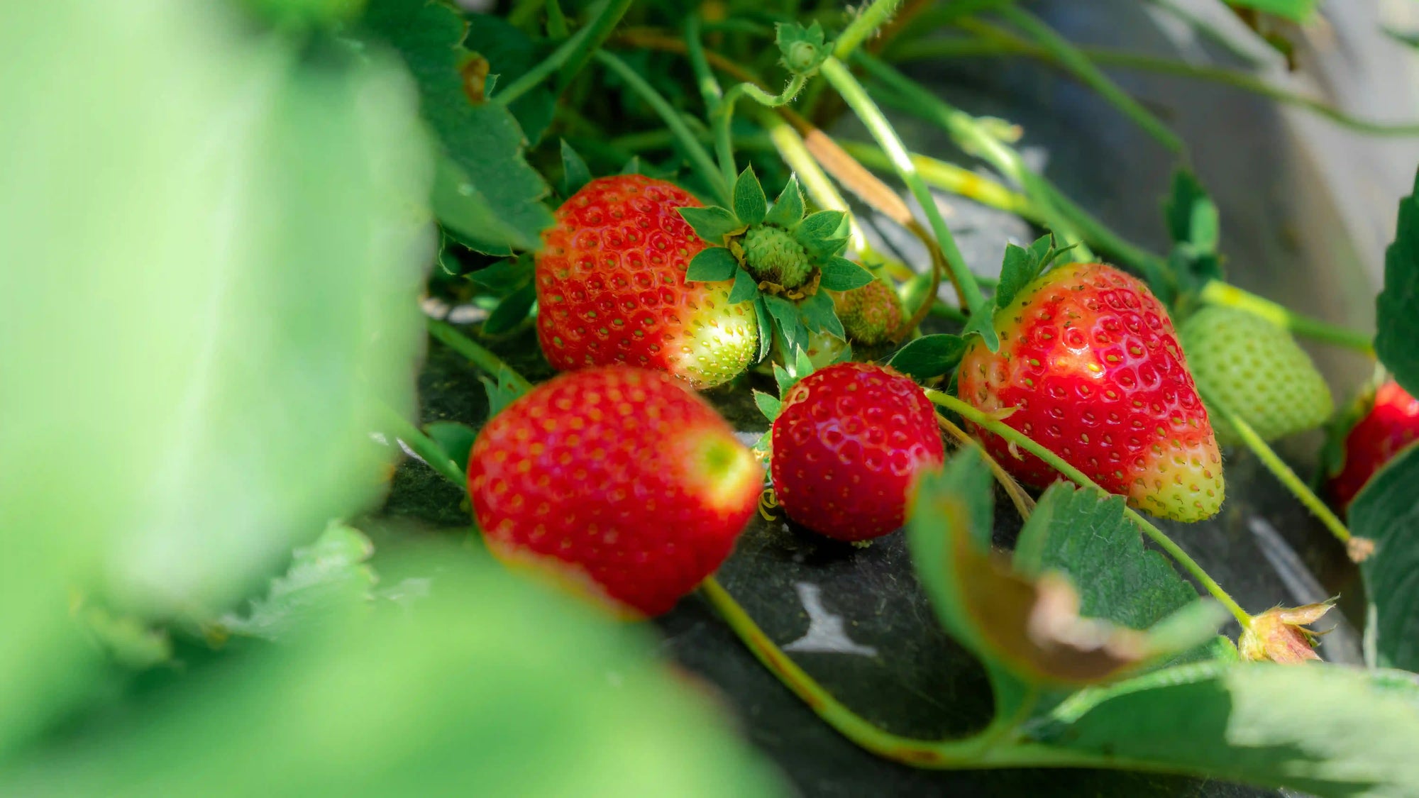 Red strawberries growing on a plant with green leaves.