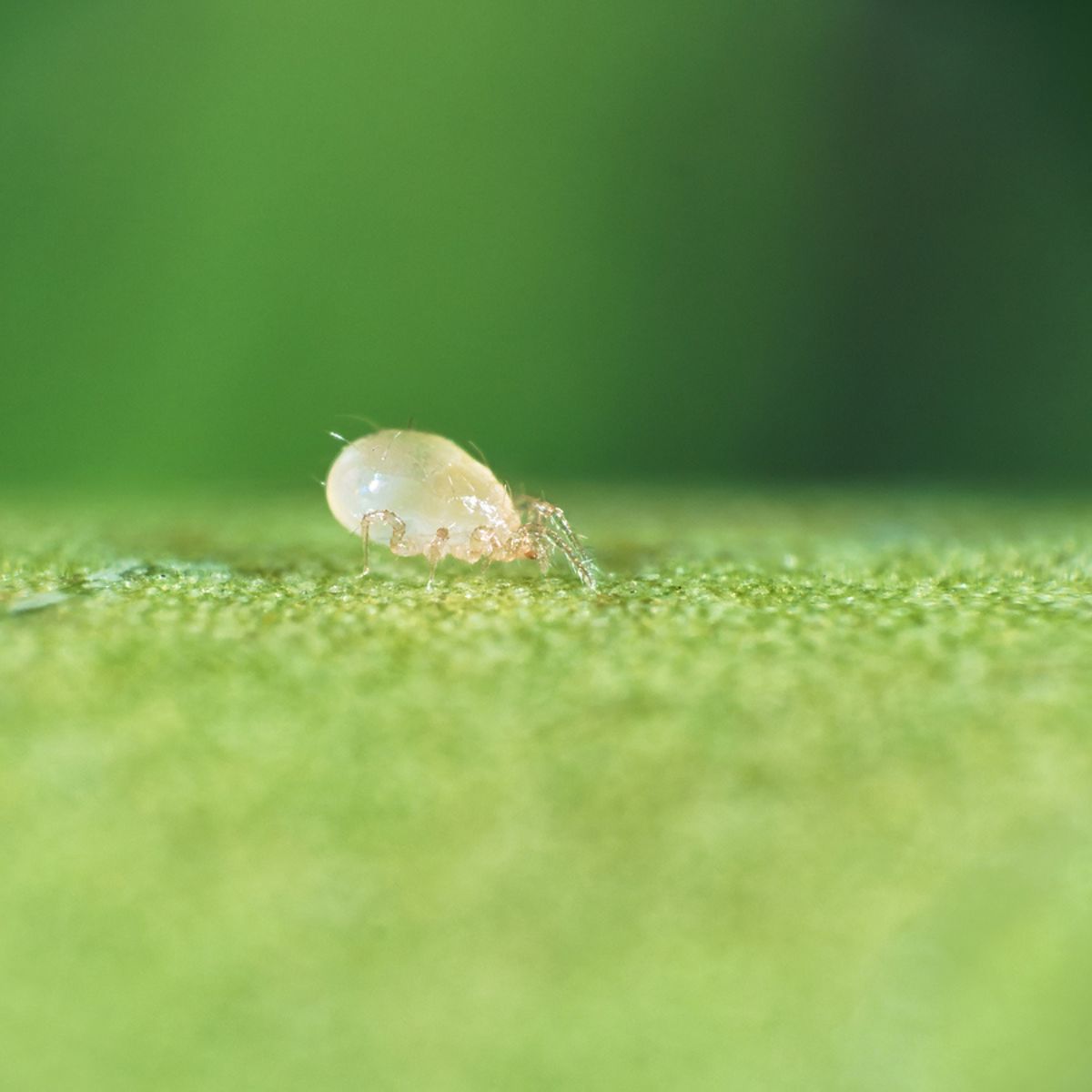 Close up image of swirski-mite: Amblyseius swirskii