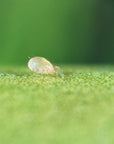 Close up image of swirski-mite: Amblyseius swirskii