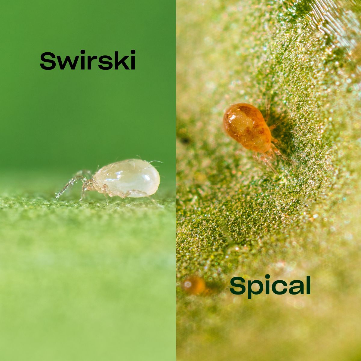 a split picture of a white predatory mite on the left and a orange predatory mite on the right, both on a leaf