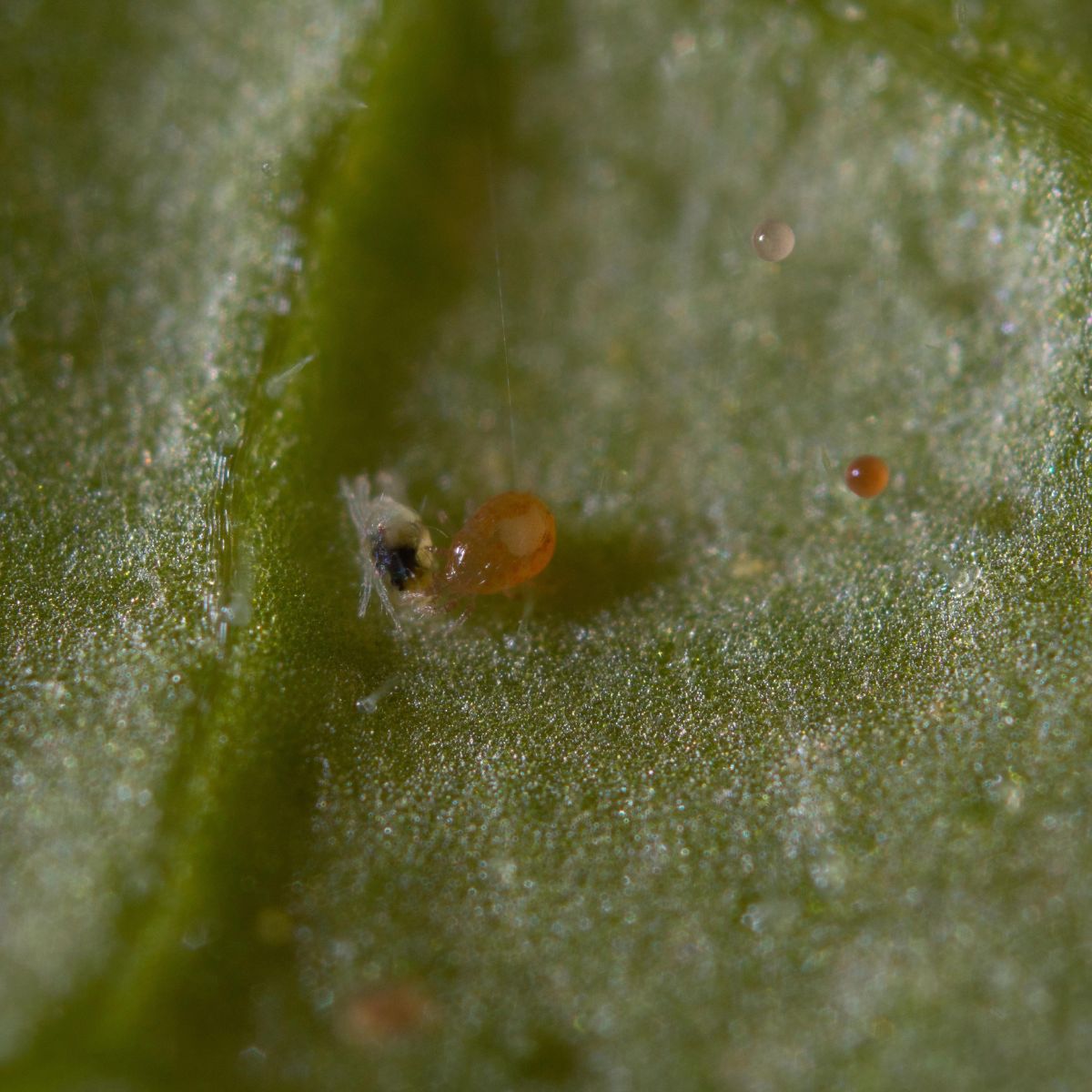 Close up of spical ulti-mite