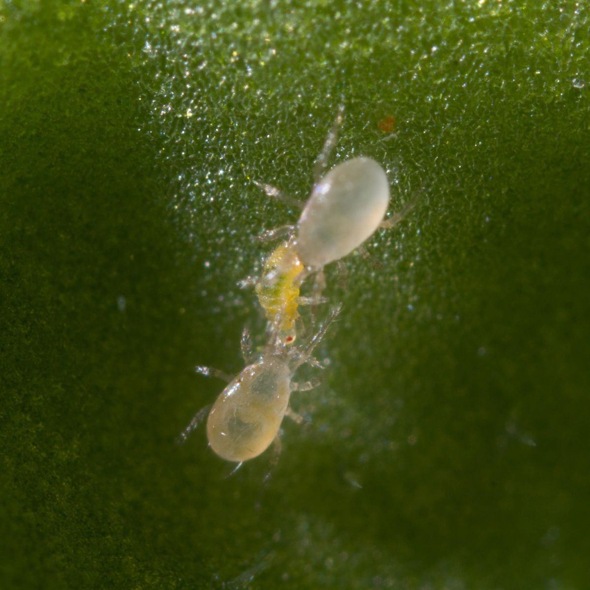 Close up of spical ulti-mite