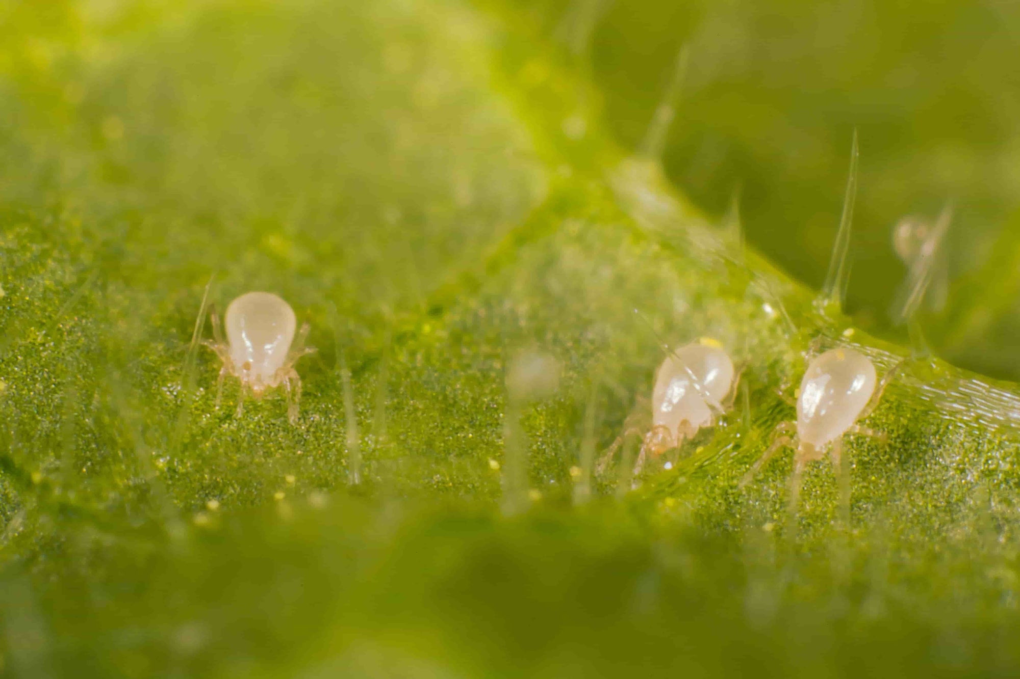 Three small predatory on a green leaf