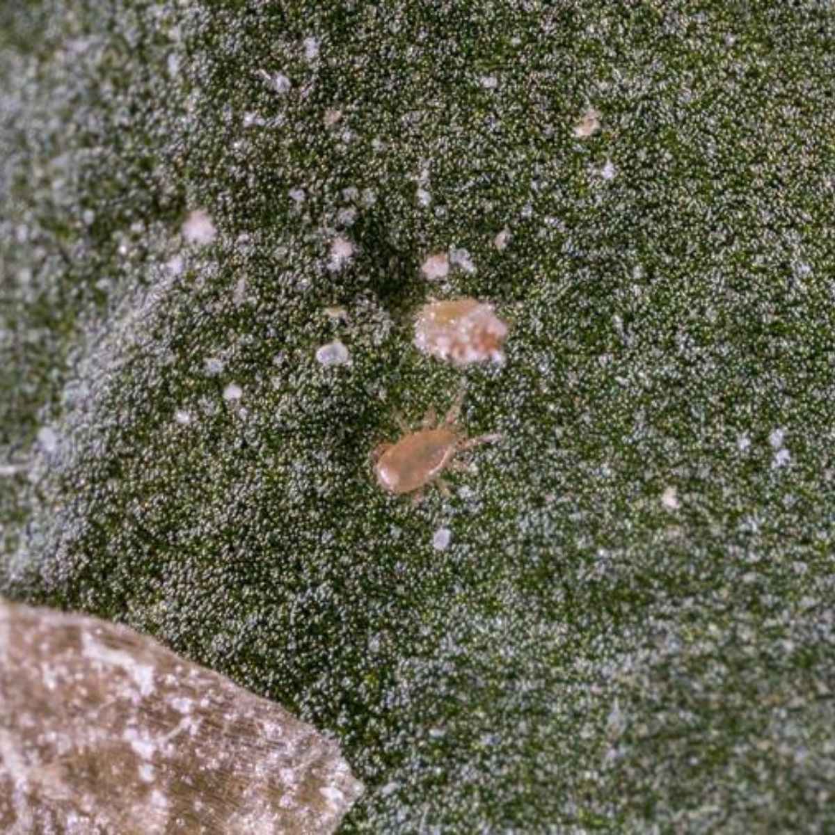 Thripex-plus: Neoseilulus cucmeris