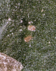 Thripex-plus : Neoseilulus cucmeris