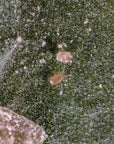 Thripex-v: Neoseilulus cucmeris