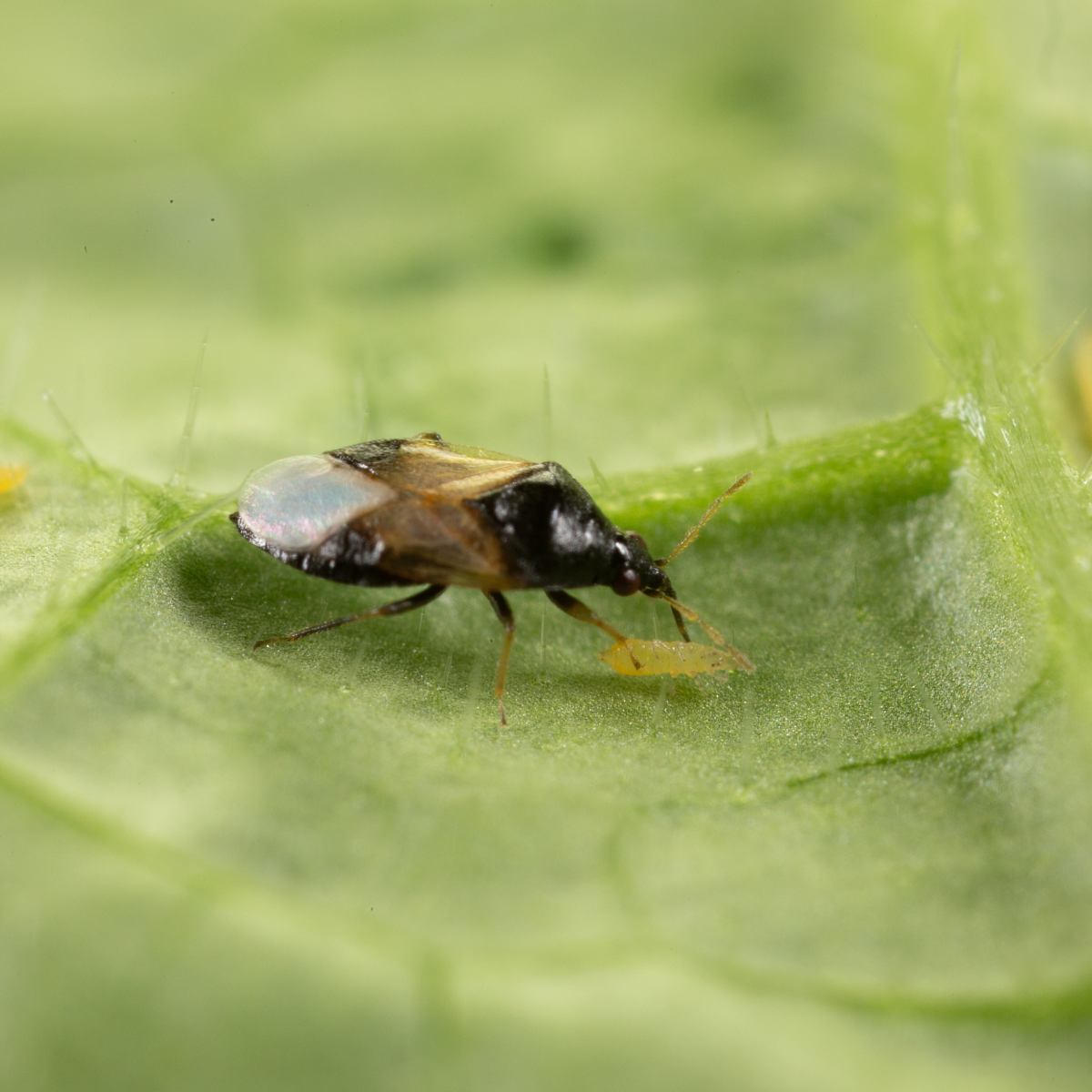 Close up od thripor L insect