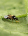Gros plan sur l'insecte thripor L