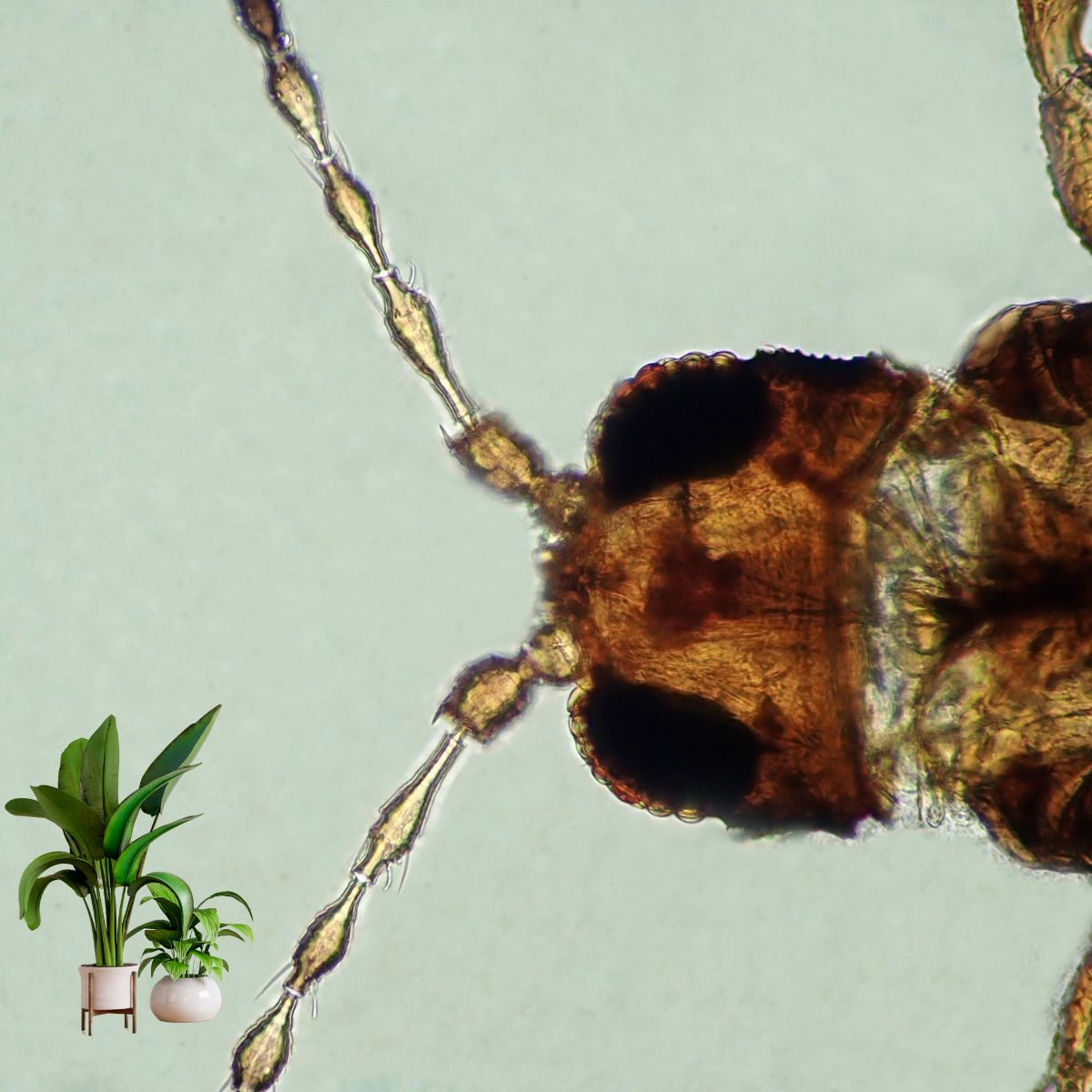 Close-up of an insect with a couple houseplants in the bottom left corner on a minimal background