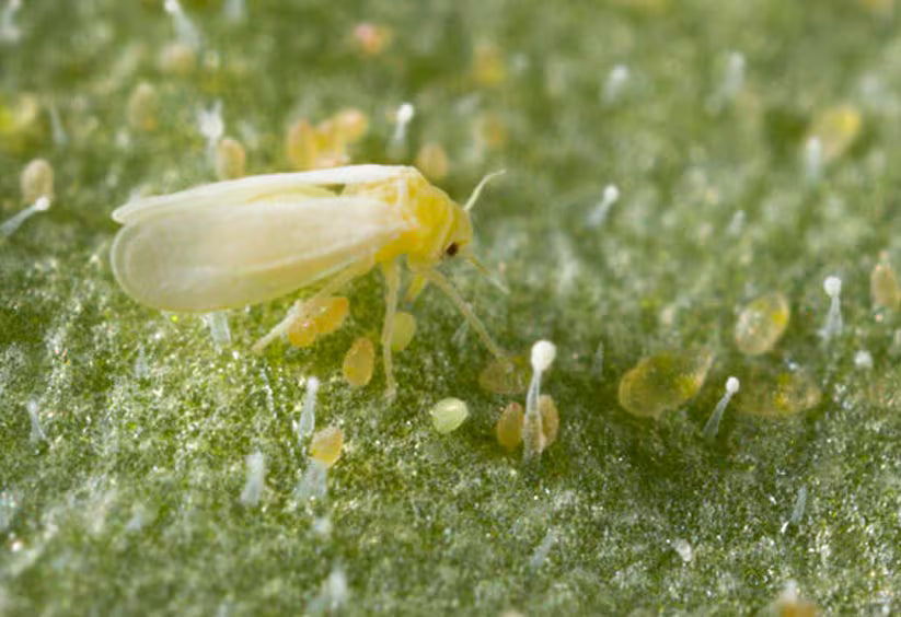 Tobacco Whitefly on a leaf with a green background