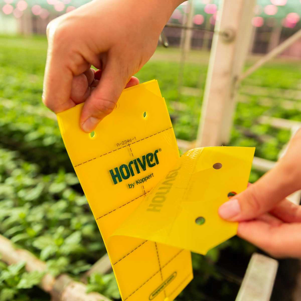 a person separating the yellow wetstick cards with blurry plants in the background