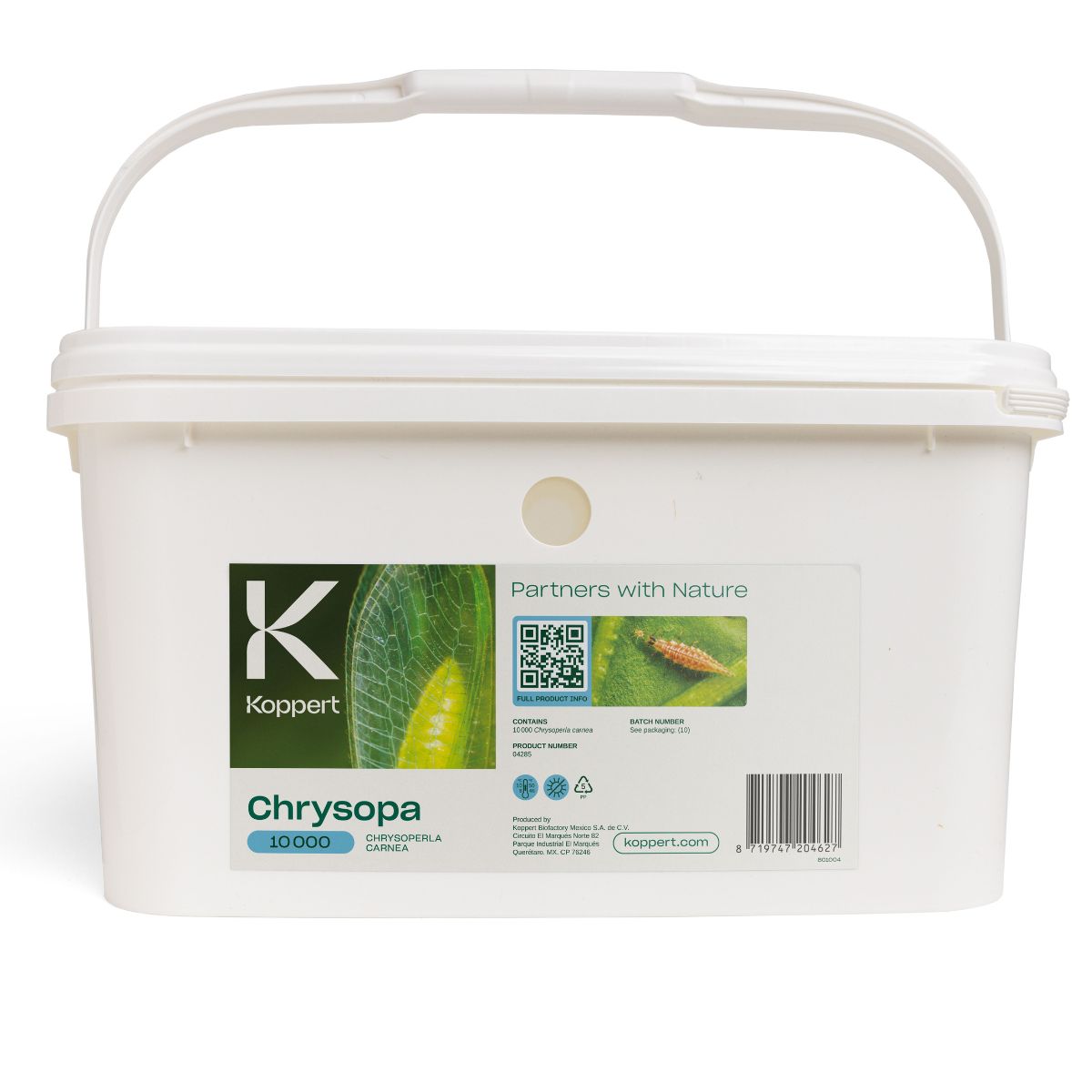 Large 6l bucket of chrysopa 10,000