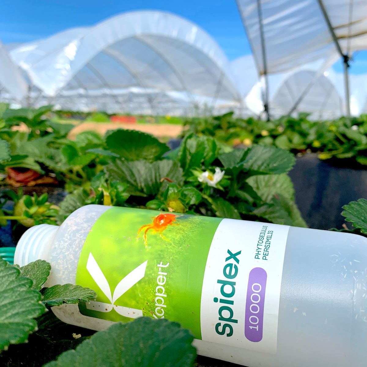 Spidex 10,000 bottle in a strawberry tunnel