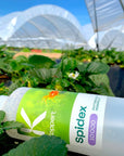 Spidex 10 000 bouteilles dans un tunnel de fraises